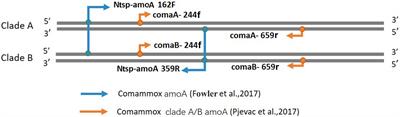 Evaluation of Two Primer Sets for Amplification of Comammox Nitrospira amoA Genes in Wetland Soils